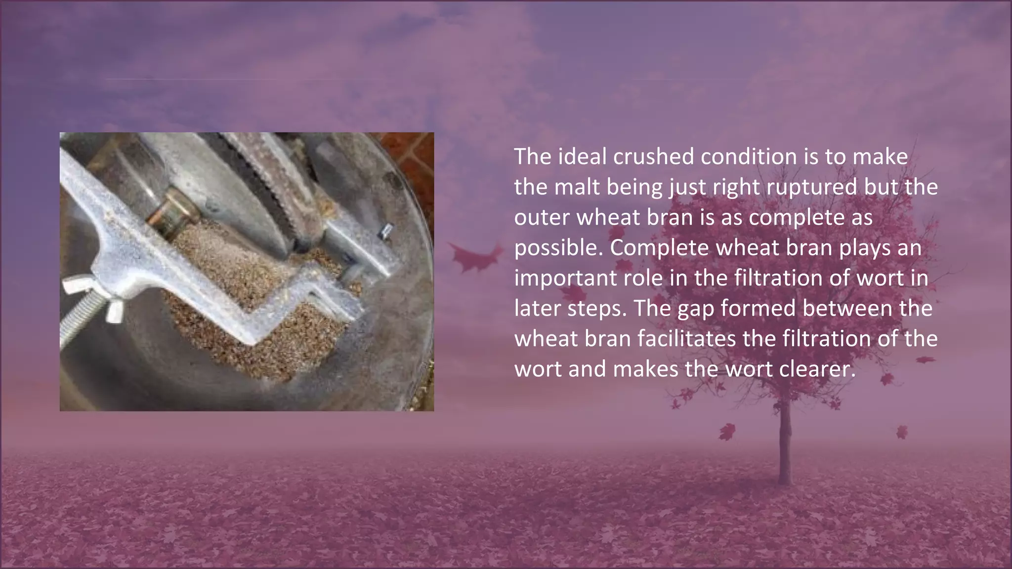 The ideal crushed condition is to make
the malt being just right ruptured but the
outer wheat bran is as complete as
possible. Complete wheat bran plays an
important role in the filtration of wort in
later steps. The gap formed between the
wheat bran facilitates the filtration of the
wort and makes the wort clearer.
 