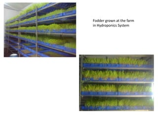 Fodder grown at the farm
in Hydroponics System
 