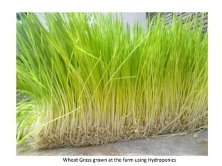 Wheat Grass grown at the farm using Hydroponics
 