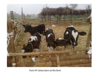 Pure HF Calves born at the farm
 