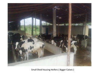 Small Shed housing Heifers ( Bigger Calves )
 