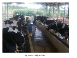 Big Shed housing HF Cows
 