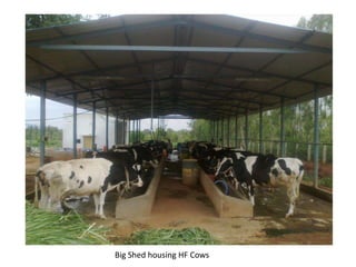 Big Shed housing HF Cows
 