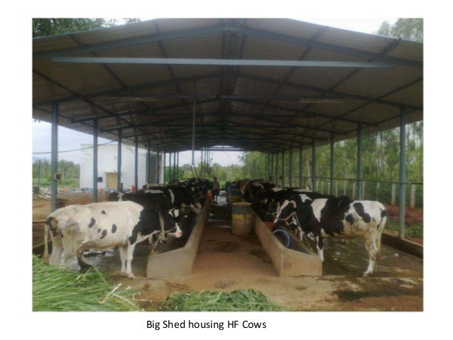 indian cattle shed design