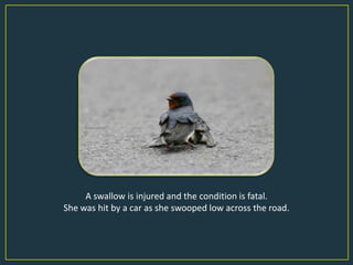 A swallow is injured and the condition is fatal.
She was hit by a car as she swooped low across the road.
 