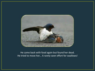 He came back with food again but found her dead.
He tried to move her... A rarely-seen effort for swallows!
 