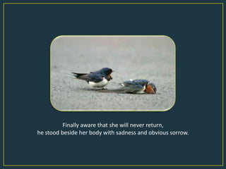 Finally aware that she will never return,
he stood beside her body with sadness and obvious sorrow.
 