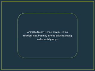 Animal altruism is most obvious in kin
relationships, but may also be evident among
             wider social groups.
 