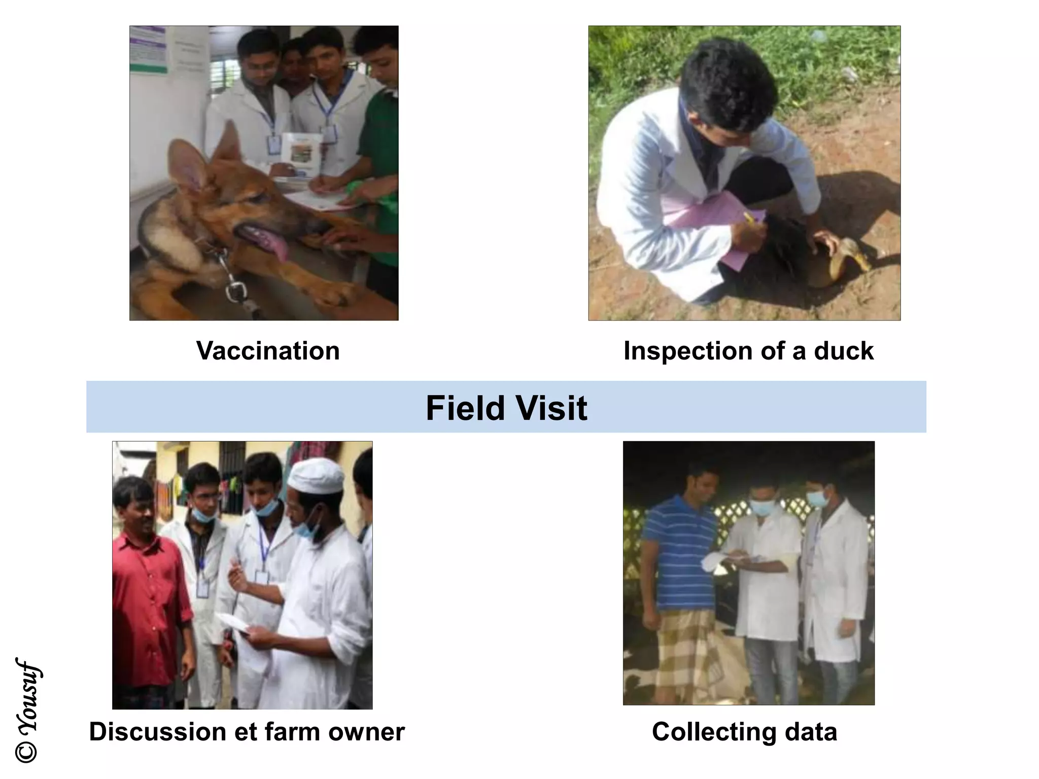 Field Visit
Vaccination
Collecting data
Inspection of a duck
Discussion et farm owner
©Yousuf
 