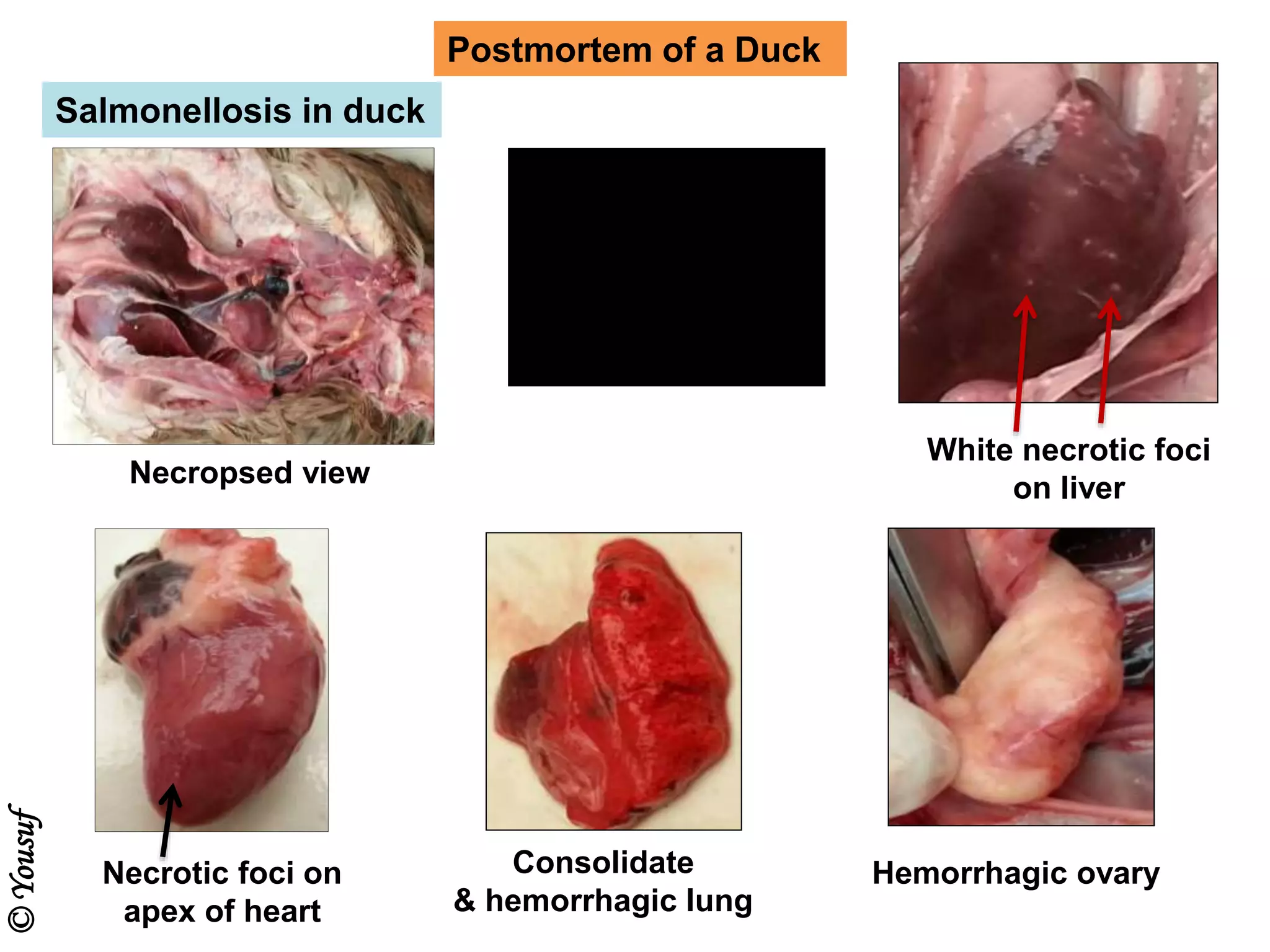 Postmortem of a Duck
White necrotic foci
on liver
Consolidate
& hemorrhagic lung
Necrotic foci on
apex of heart
Hemorrhagic ovary
Necropsed view
Salmonellosis in duck
©Yousuf
 