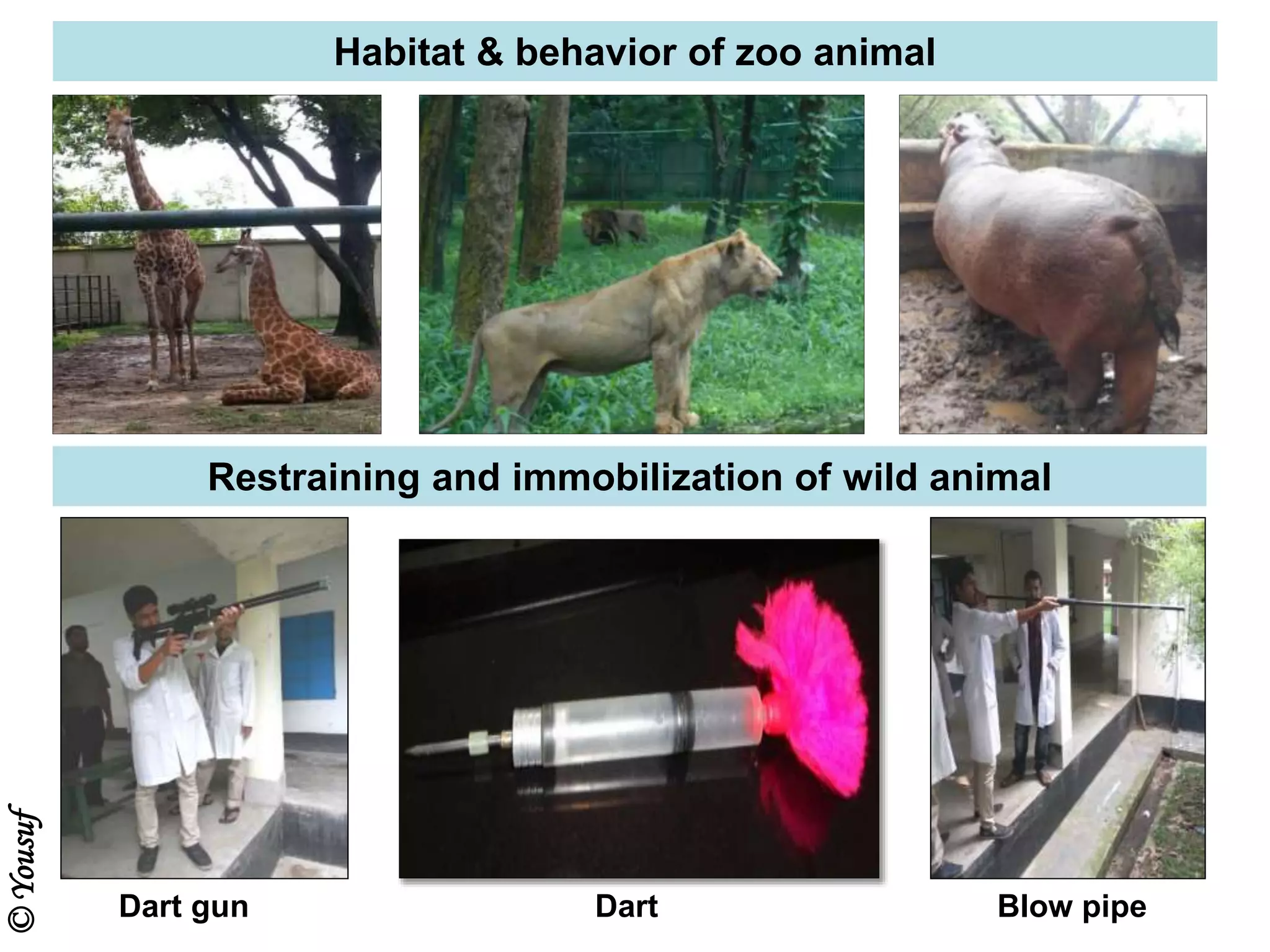 Habitat & behavior of zoo animal
Restraining and immobilization of wild animal
Dart gun Dart Blow pipe
©Yousuf
 
