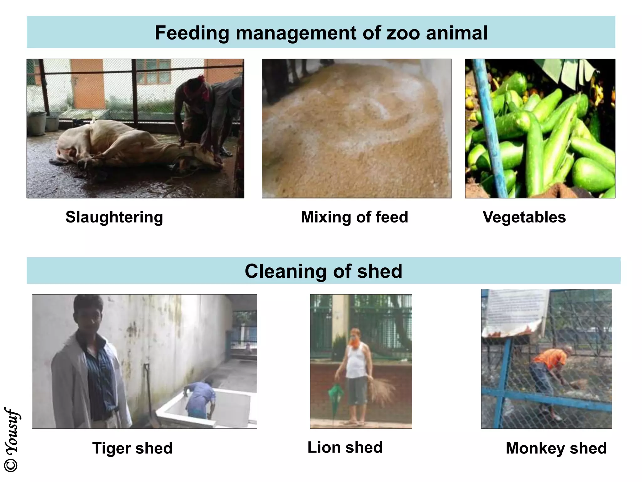 Feeding management of zoo animal
Slaughtering Mixing of feed Vegetables
Tiger shed Monkey shed
Cleaning of shed
Lion shed
©Yousuf
 