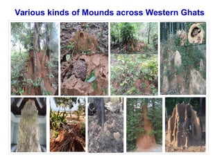 Various kinds of Mounds across Western Ghats
 