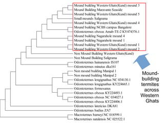 Mound building Western Ghats(Kund) mound 3
Mound Building Maravante Seaside
Mound building Western Ghats(Kund) mound 5
Small mounds Saligrama
Mound building Western Ghats(Kund) mound 4
Mound building NCBS campus Bangalore
Odontotermes obesus Amab-TE-2 KY474376.1
Mound building Nagarahole mound 4
Mound building Nagarahole mound 1
Mound building Western Ghats(Kund) mound 1
Mound building Western Ghats(Kund) mound 2
Non Mound Building Western Ghats(Kund)
Non Mound Building Saligrama
Odontotermes hainanensis IS107
Odontotermes minutus dka161
Non mound building Manipal 1
Non mound building Manipal 2
Odontotermes longignathus NC 034130.1
Odontotermes longignathus KY224665.1
Odontotermes formosanus
Odontotermes obesus KY224493.1
Odontotermes obesus NC 034027.1
Odontotermes obesus KY224406.1
Odontotermes latericius DKA81
Odontotermes badius ZA7
Macrotermes barneyi NC 018599.1
Macrotermes natalensis NC 025522.1
Mound-
building
termites
across
Western
Ghats
 