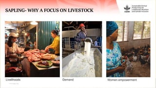 Sustainable Animal Productivity for Livelihoods, Nutrition and Gender Inclusion (SAPLING)