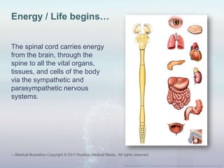 The spinal cord carries energy
from the brain, through the
spine to all the vital organs,
tissues, and cells of the body
via the sympathetic and
parasympathetic nervous
systems.
Energy / Life begins…
—Medical Illustration Copyright © 2011 Nucleus Medical Media. All rights reserved.
 