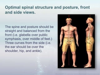 Optimal spinal structure and posture, front
and side views.
The spine and posture should be
straight and balanced from the
front (i.e. glabella over public
symphasis, over middle of feet.)
Three curves from the side (i.e.
the ear should be over the
shoulder, hip, and ankle).
 