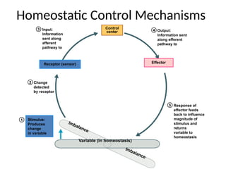 Stimulus:
Produces
change
in variable
1
2
3
Change
detected
by receptor
Input:
Information
sent along
afferent
pathway to
5 Response of
effector feeds
back to influence
magnitude of
stimulus and
returns
variable to
homeostasis
Variable (in homeostasis)
Imbalance
Imbalance
Receptor (sensor)
Control
center 4 Output:
Information sent
along efferent
pathway to
Effector
Homeostatic Control Mechanisms
 