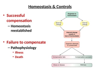 Homeostasis & Controls
• Successful
compensation
– Homeostasis
reestablished
• Failure to compensate
– Pathophysiology
• Illness
• Death
 