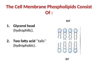The Cell Membrane Phospholipids Consist
Of :
1. Glycerol head
(hydrophilic).
2. Two fatty acid ‘’tails’’
(hydrophobic).
ICF
ECF
 