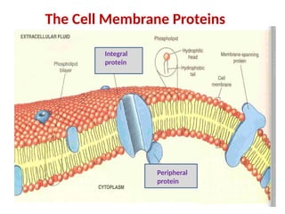 The Cell Membrane Proteins
Peripheral
protein
Integral
protein
 