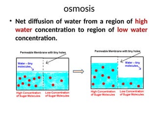 osmosis
• Net diffusion of water from a region of high
water concentration to region of low water
concentration.
 