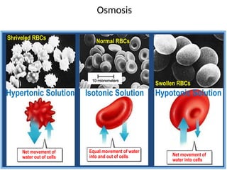 Normal RBCs
Isotonic Solution
Osmosis
Equal movement of water
into and out of cells
Net movement of
water out of cells Net movement of
water into cells
Shriveled RBCs
Swollen RBCs
Hypertonic Solution Hypotonic Solution
 
