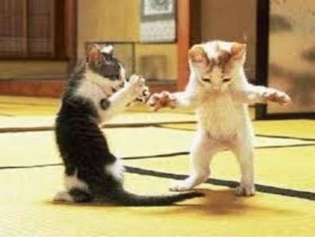 youtube cat videos for