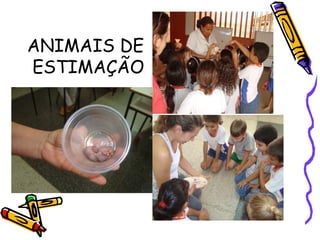 ANIMAIS DE
ESTIMAÇÃO

 
