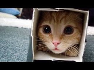 Youtube funniest cat videos