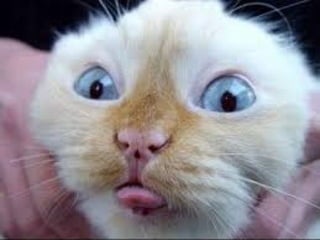 Youtube funny cat videos