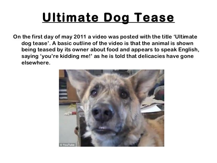 Dog Being Teased Food Youtube Dog Being Teased Food Youtube