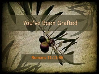 You’ve Been Grafted
Romans 11:11-36
 