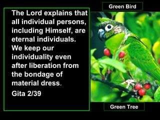 The Lord explains that all individual persons, including Himself, are eternal individuals. We keep our individuality even after liberation from the bondage of material dress .  Gita 2/39 Green Bird Green Tree 
