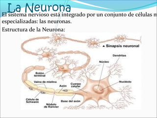 La Neurona El sistema nervioso está integrado por un conjunto de células muy 
especializadas: las neuronas. 
Estructura de la Neurona: 
 