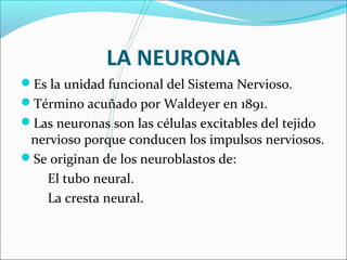 LA NEURONA 
Es la unidad funcional del Sistema Nervioso. 
Término acuñado por Waldeyer en 1891. 
Las neuronas son las células excitables del tejido 
nervioso porque conducen los impulsos nerviosos. 
Se originan de los neuroblastos de: 
El tubo neural. 
La cresta neural. 
 