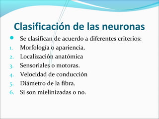 Clasificación de las neuronas 
 Se clasifican de acuerdo a diferentes criterios: 
1. Morfología o apariencia. 
2. Localización anatómica 
3. Sensoriales o motoras. 
4. Velocidad de conducción 
5. Diámetro de la fibra. 
6. Si son mielinizadas o no. 
 