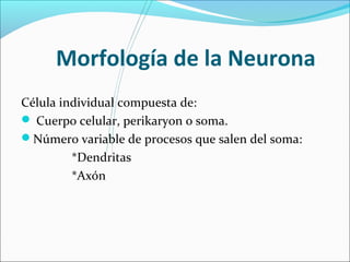 Morfología de la Neurona 
Célula individual compuesta de: 
 Cuerpo celular, perikaryon o soma. 
Número variable de procesos que salen del soma: 
*Dendritas 
*Axón 
 