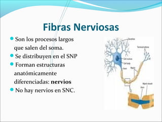 Fibras Nerviosas 
Son los procesos largos 
que salen del soma. 
Se distribuyen en el SNP 
Forman estructuras 
anatómicamente 
diferenciadas: nervios 
No hay nervios en SNC. 
 
