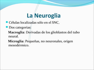La Neuroglia 
Células localizadas sólo en el SNC, 
Dos categorías: 
Macroglia: Derivadas de los glioblastos del tubo 
neural. 
Microglia: Pequeñas, no neuronales, origen 
mesodérmico. 
 