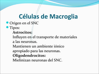 Células de Macroglia 
Origen en el SNC 
Tipos: 
Astrocitos: 
Influyen en el transporte de materiales 
a las neuronas. 
Mantienen un ambiente iónico 
apropiado para las neuronas. 
Oligodendrocitos: 
Mielinizan neuronas del SNC. 
 
