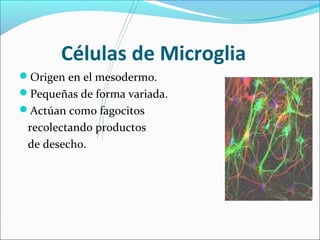 Células de Microglia 
Origen en el mesodermo. 
Pequeñas de forma variada. 
Actúan como fagocitos 
recolectando productos 
de desecho. 
 