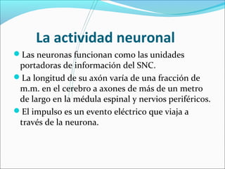 La actividad neuronal 
Las neuronas funcionan como las unidades 
portadoras de información del SNC. 
La longitud de su axón varía de una fracción de 
m.m. en el cerebro a axones de más de un metro 
de largo en la médula espinal y nervios periféricos. 
El impulso es un evento eléctrico que viaja a 
través de la neurona. 
 