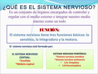 ¿QUÉ ES EL SISTEMA NERVIOSO? 
Es un conjunto de órganos encargados de controlar y 
regular con el medio externo e integrar nuestro medio 
interno como un todo 
El sistema nervioso está formado por: 
SISTEMA NERVIOSO PERIFÉRICO: 
*Sistema nervioso somático 
*Sistema nervioso autónomo: 
• S.N. Simpático 
• S.N.Parasimpático 
EL SISTEMA NERVIOSO 
CENTRAL: 
*Encéfalo 
*Médula espinal 
FUNCIÓN: 
El sistema nervioso tiene tres funciones básicas: la 
sensitiva, la integradora y la motora. 
 