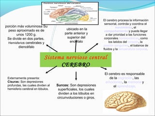 porción más voluminosa Su 
peso aproximado es de 
unos 1200 g. 
Se divide en dos partes. 
Hemisferios cerebrales y 
diencéfalo 
El cerebro es responsable 
de la cognición, las 
emociones, la memoria y 
el aprendizaje. 
ubicado en la 
parte anterior y 
superior del 
encéfalo 
Sistema nervioso central 
CEREBRO 
Externamente presenta: 
Cisuras: Son depresiones 
profundas, las cuales dividen al 
hemisferio cerebral en lóbulos. 
El cerebro procesa la información 
sensorial, controla y coordina el 
movimiento, el 
comportamiento y puede llegar 
a dar prioridad a las funciones 
corporales homeostáticas, como 
los latidos del corazón, la 
presión sanguínea, el balance de 
fluidos y la temperatura corporal. 
Surcos: Son depresiones 
superficiales, los cuales 
dividen a los lóbulos en 
circunvoluciones o giros. 
 
