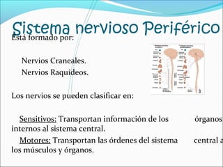 Sistema nervioso Periférico Está formado por: 
Nervios Craneales. 
Nervios Raquídeos. 
Los nervios se pueden clasificar en: 
Sensitivos: Transportan información de los órganos 
internos al sistema central. 
Motores: Transportan las órdenes del sistema central a 
los músculos y órganos. 
 