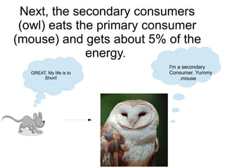 Next, the secondary consumers
(owl) eats the primary consumer
(mouse) and gets about 5% of the
energy.
GREAT. My life is to
Short!

I'm a secondary
Consumer. Yummy
.mouse

 