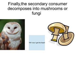 Finally,the secondary consumer
decomposes into mushrooms or
fungi

YAY now I get the feast!

 