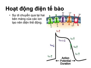 10
• Sự di chuyển qua lại hai
bên màng của các ion
tạo nên điện thế động.
Hoạt động điện tế bào
10
 