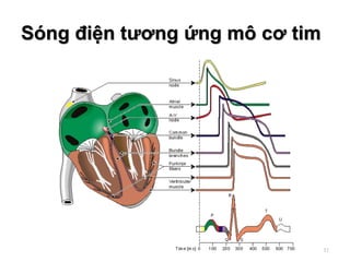 Sóng điện tương ứng mô cơ tim
11
 